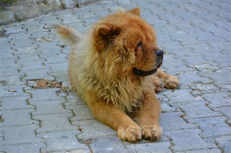 Lion Dog Breed As The Quiet Mate Plus Pictures And Characteristics