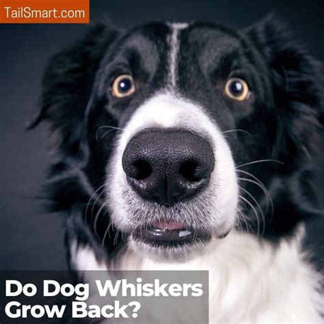 Do Dog Whiskers Grow Back