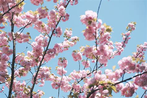 Close Up Photography Of Cherry Blossom Tree · Free Stock Photo