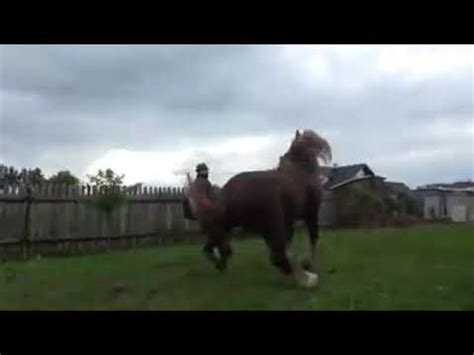 Kawin silang kuda lokal kota merauke (bukan sandel) dengan kuda g4. Kuda kawin || horse marriage - YouTube