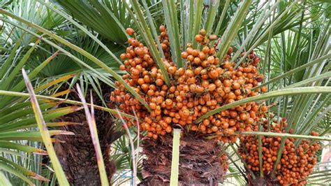 Palm Tree With Bright Orange Fruits Stock Photo Image Of Green Ripe