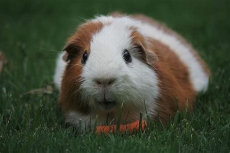6 Reasons Why Guinea Pigs Are Great Pets Pethelpful