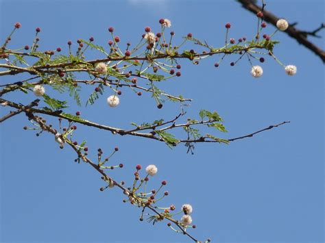 Flowering Thorn Tree Flickr Photo Sharing
