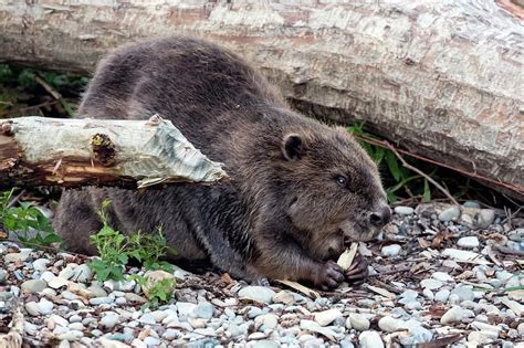 Beaver Eating Bark Photograph By Dr Juerg Alean Pixels