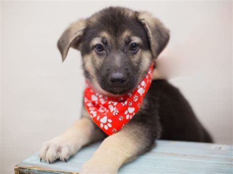 Fees for german shepherd dogs and puppies adopted from a gsd rescue vary but you can always find out by doing online research or by calling or emailing the gsd rescue organization for more information. German Shepherd Dog-DOG-Male-Black & Tan-2248474-Petland Wichita, KS