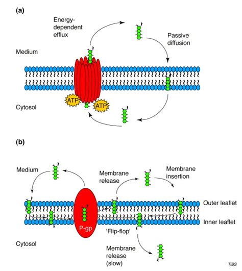 Maybe you would like to learn more about one of these? Multiple physiological functions for multidrug transporter ...