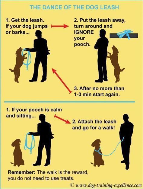 Every Home Pet Canine Need To Understand And Have The Ability To Follow