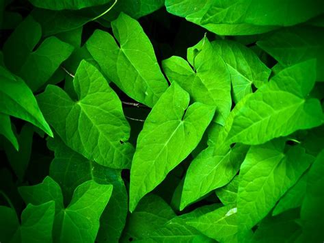 Leaves Nature Green Leaf Plant Free Image Download