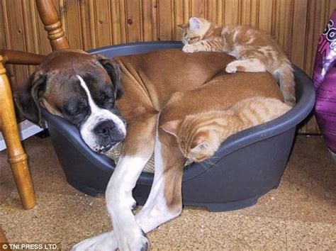 Adorable Pictures Of Cats Sleeping On Dogs Daily Mail Online