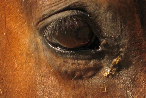 Eye Injuries Always An Emergency Equimed Horse Health Matters