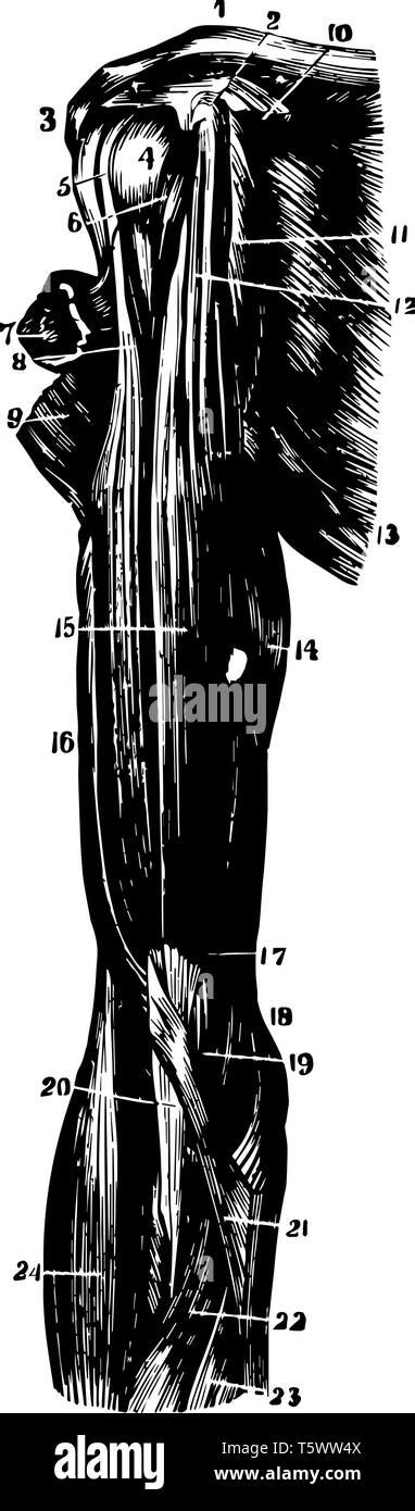 This Illustration Represents Muscles Of The Shoulder And Arm Vintage Line Drawing Or Engraving
