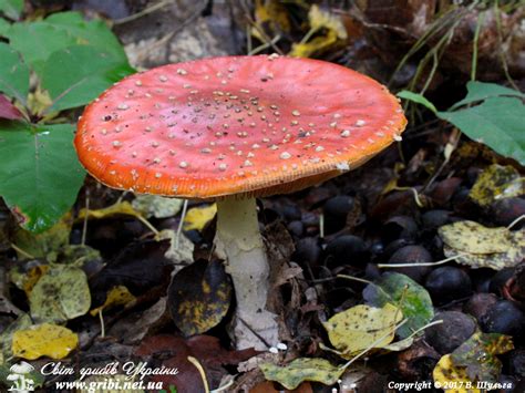 Світ грибів України Amanita muscaria Мухомор червоний