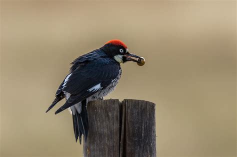 Photo: Acorn Woodpecker Is True to His Name