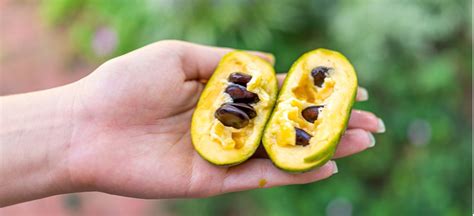 What Is Pawpaw Fruit Benefits Nutrition Recipes And More Dr Axe