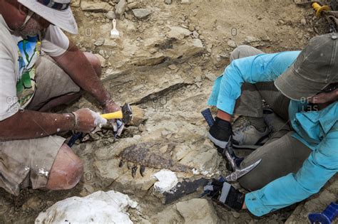 Paleontologists Digging Up Dinosaur Bone Stock Photo Offset