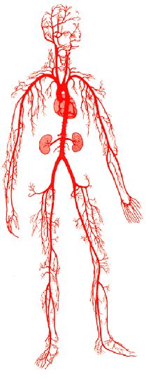 The network of veins, arteries and blood vessels transports oxygenated blood from the heart, delivers oxygen and nutrients to the body's cells . Blood Vessel Anatomy