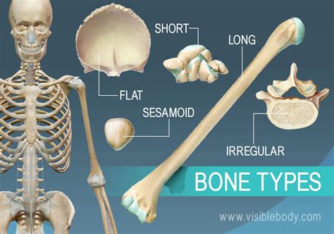 The largest bone in the human body is the thighbone or femur, and the smallest is the stapes in the middle ear, which are just 3 millimeters (mm) long. Types of Bones | Learn Skeleton Anatomy