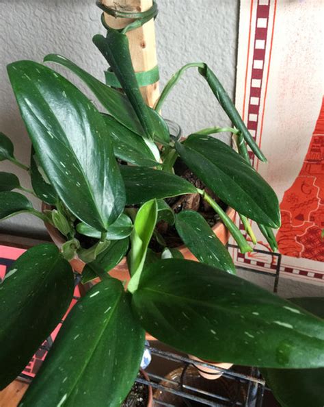 If you see the leaves of your monstera wilting or the whole plant drooping, take some time to examine your plant closely and review the care requirements to help you fix the problem. Monstera standleyana leaves curled tight and yellowing