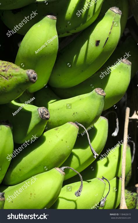 Closeup Unripened Banana Fruits On Tree Stock Photo 118462615