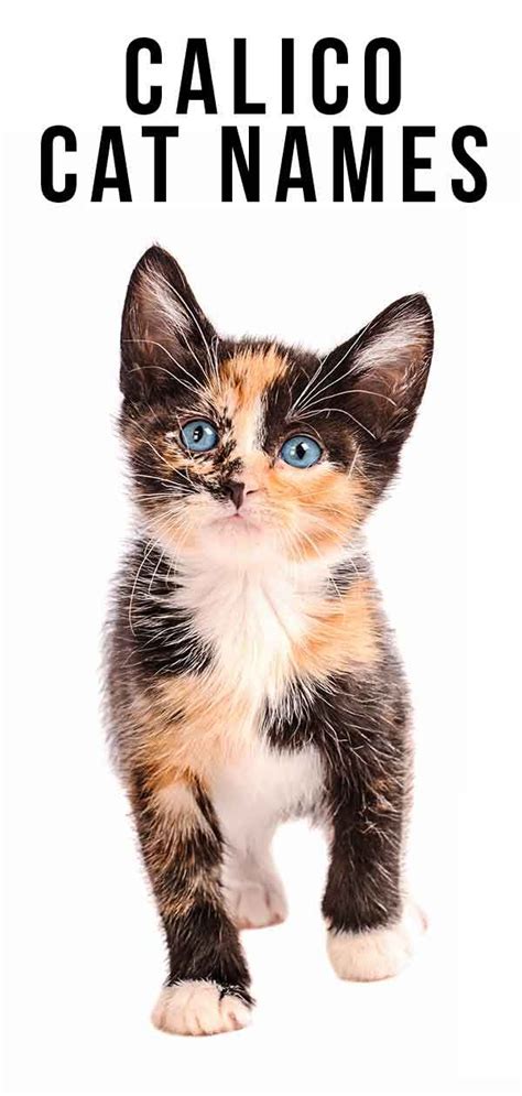 They are also affectionate and adorable due to their rareness. Calico Cat Names - 250 Great Ideas For Naming Your Calico ...