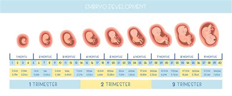 Pregnancy Stages On Behance