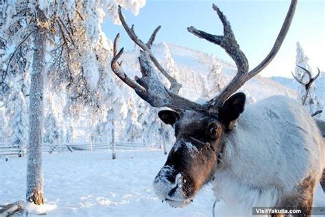 You Eat Reindeer All The Time Siberia Reindeer Winter Adventure