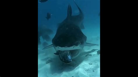 Ocean Life And Nature Documentary Amazing Underwater Marine Life