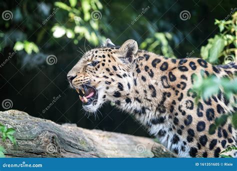 Amur Leopard Baring Teeth Stock Image Image Of Fauna 161351605