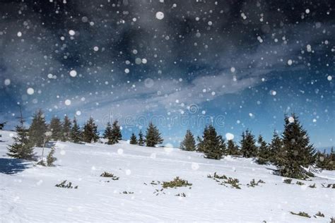 Winter Landscape With Fir Trees Snowflakes Stock Photo Image Of