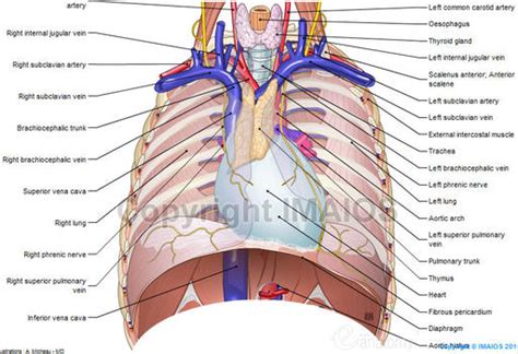 This anatomical midline can be useful in assessing for symmetry in breast augmentation or in performing a median sternotomy. Mediastinum : anatomical illustrations