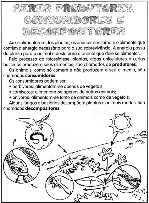 Cadeia Alimentar Produtores Consumidores E Decompositores 4 Ano