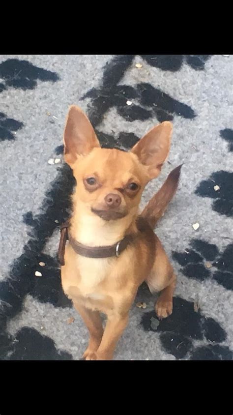 Chihuahua Dog For Sale In Benfleet Essex Gumtree
