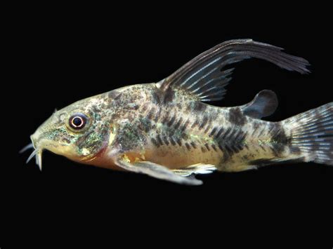 Longfin Peppered Cory C Paleatus Locally Bred Aquatic Arts On