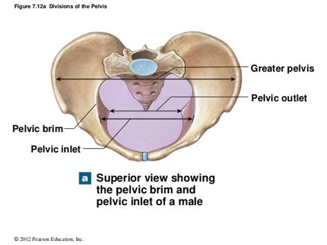 Activity 3: Bones of the Pelvic Girdle Flashcards | Easy ...