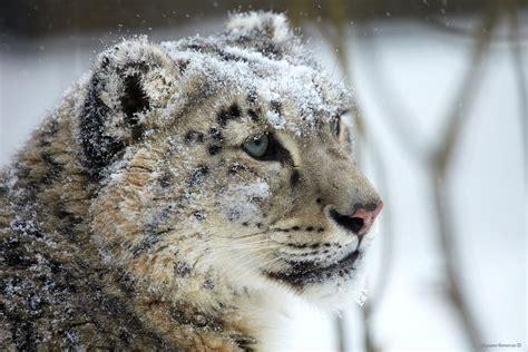 Snow Leopard Face Eye Predator Winter Wallpapers Hd Desktop And