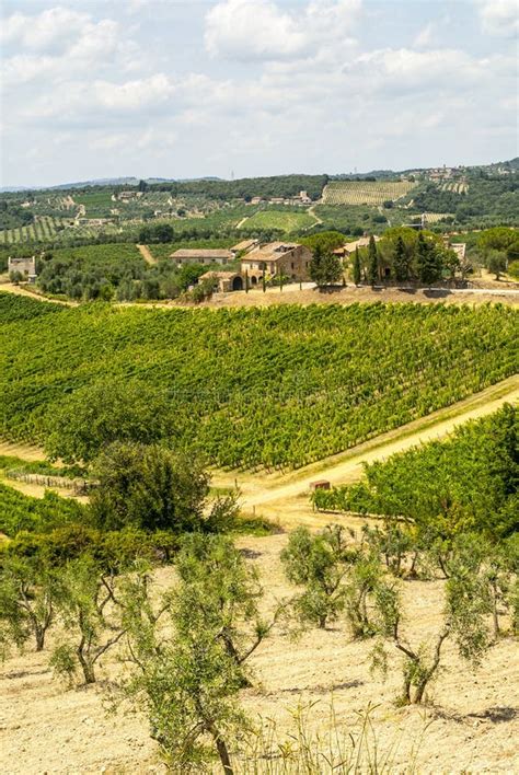 Tuscany Chianti Vineyards And Olive Trees Stock Photo Image 30506660