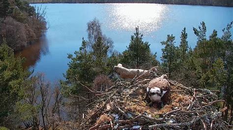 Female Osprey Lays First Egg At Loch Of The Lowes The Scots Magazine