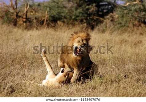 Lioness Rebellion Male Lion After Sex Stock Photo 1153407076 Shutterstock