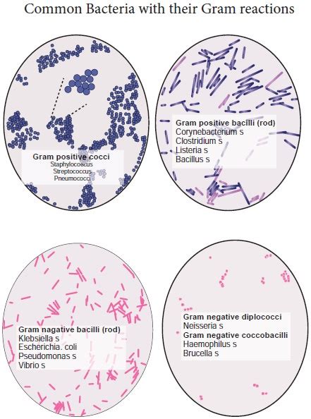 Endospores Under Microscope