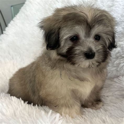 Havanese Puppy For Sale Heavenly Puppies