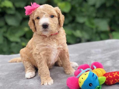 Close to richmond, va, north carolina and washington dc, we deliver goldendoodle puppies all over the colors: Teacup Goldendoodle - Mini Goldendoodle & Medium ...