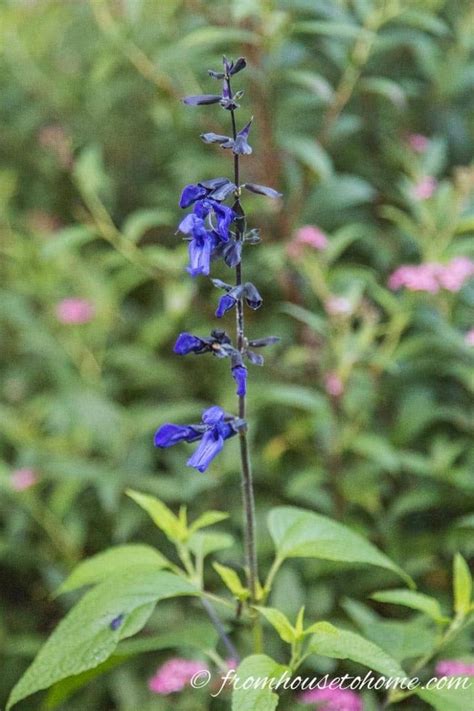 Here at jackson & perkins, we offer a wide selection of perennials for sale. Blue Flowering Plants (15 Easy To Grow Perennials and ...