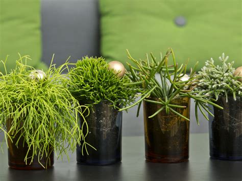 When planting outdoors, make sure the soil is correct for the plant then dig a. How to Grow and Care for Rhipsalis | World of Succulents