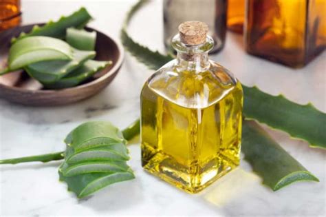 Lidah buaya atau aloe vera merupakan tanaman berduri yang berwarna hijau dengan bercak kekuningan dan bentuk agak meruncing di bagian ujung. manfaat-minyak-lidah-buaya - Nyata