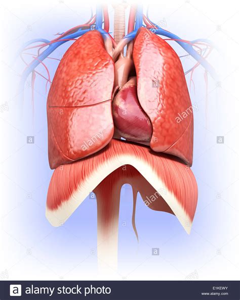 Circulatory Heart Lungs Computer Artwork Stock Photos