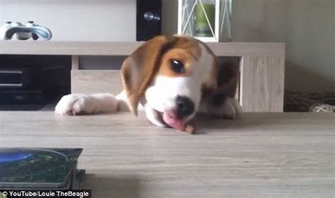 From Eight Weeks To Eight Months Adorable Video Charts Beagle Puppys