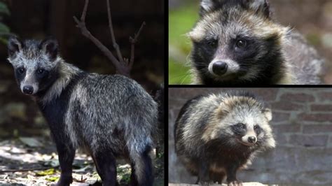Covid Origins Data Links Pandemic To Raccoon Dogs At Wuhan Market