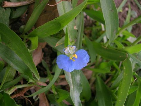 Susanne Hansen Weeds That Look Like Blue Flowers 1 From Seed