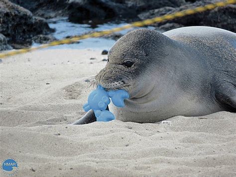 Noaa Reminds Holiday Beachgoers To Stay Away From Monk Seal Pup At