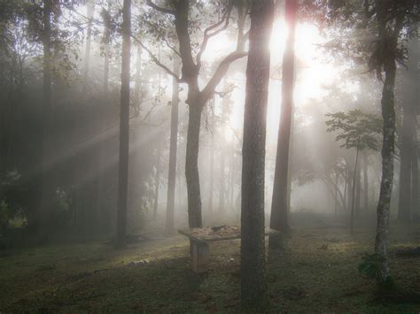 Free Images Tree Nature Forest Branch Fog Mist Sunlight